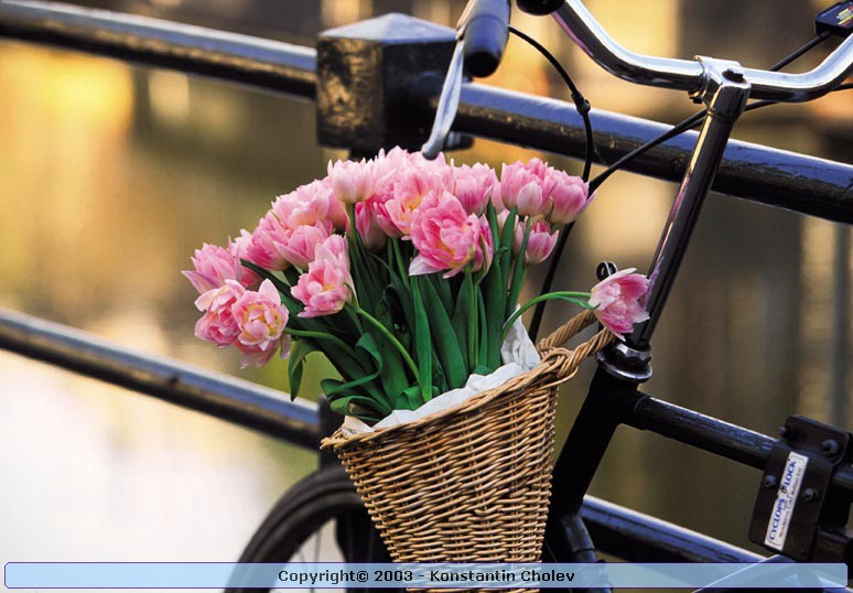 Nature Pic  952