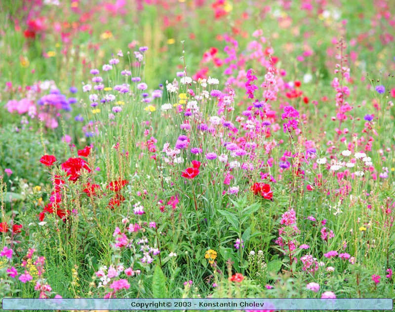 Nature Pic  953