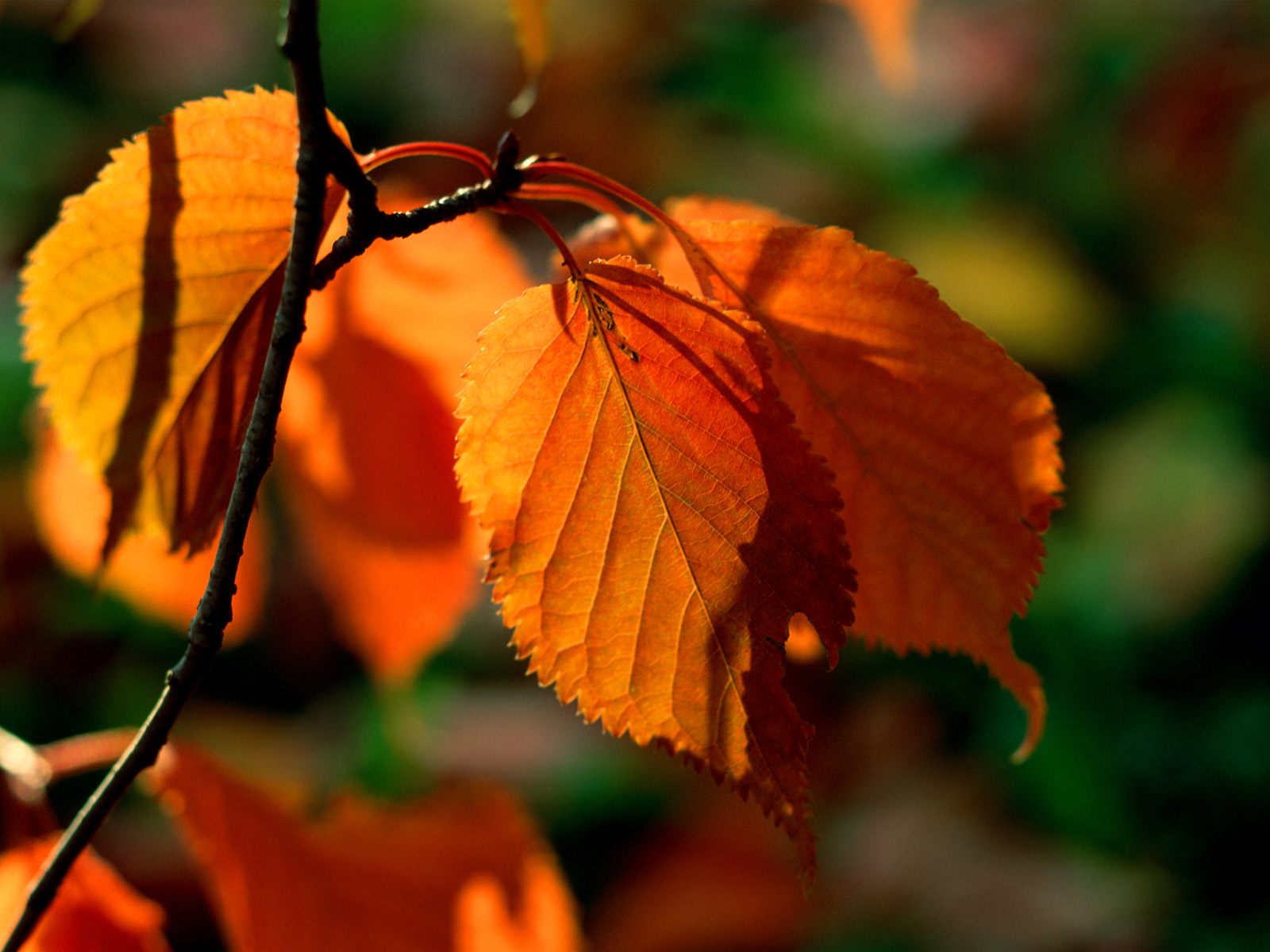 Nature Pic  960