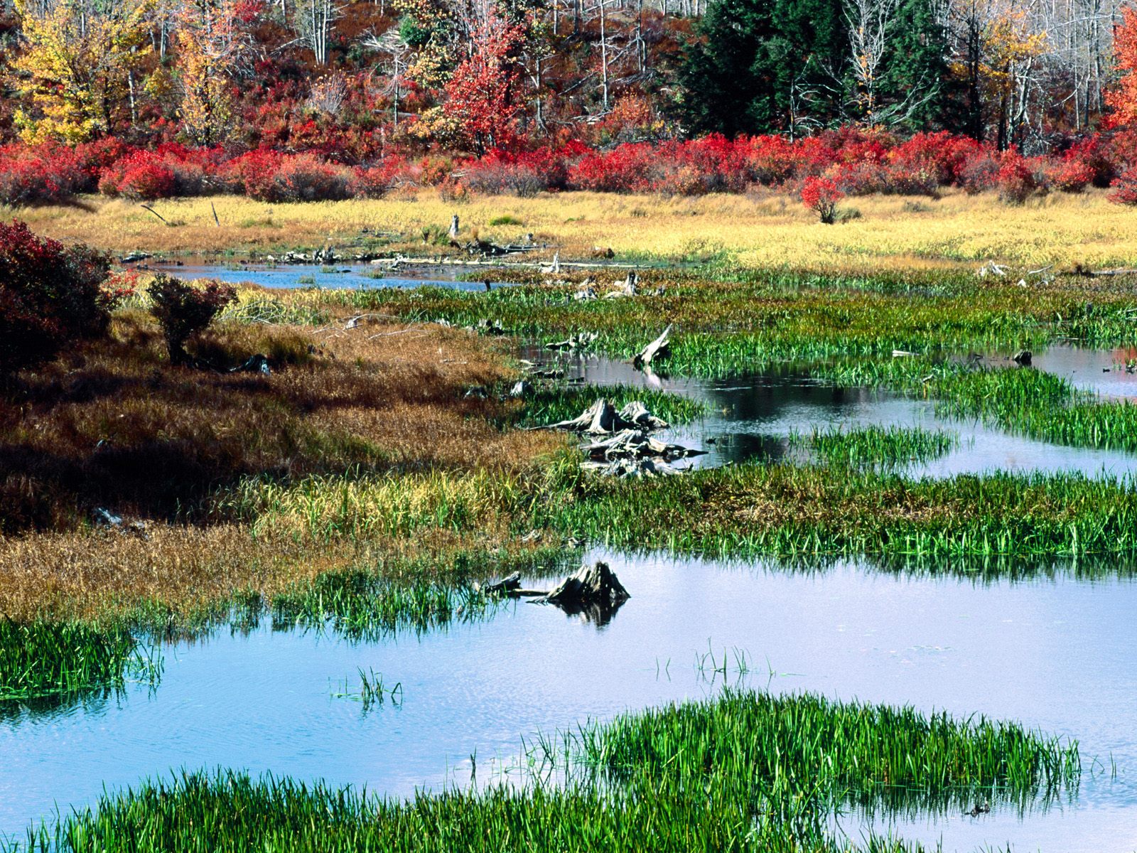 Nature Pic  961