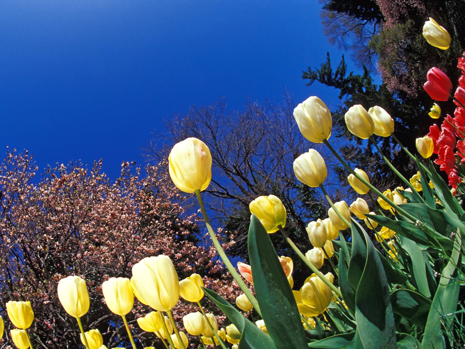 Nature Pic  970