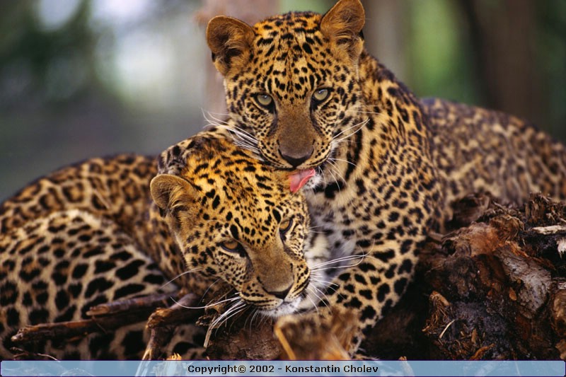 Nature Pic  984