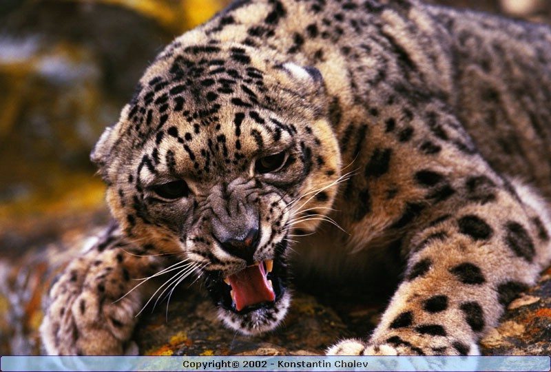 Nature Pic  985