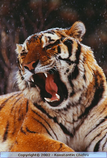 Nature Pic  986