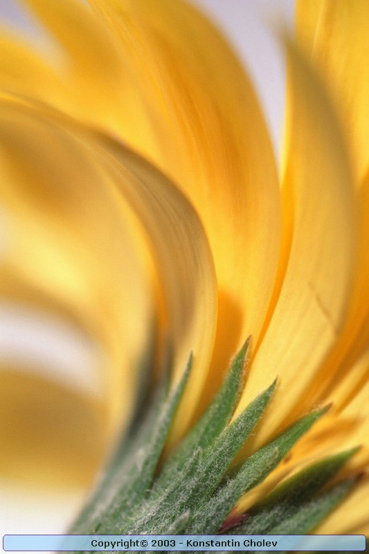 Nature Pic  991