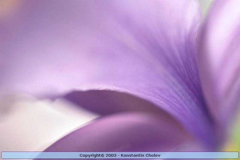 Nature Pic  993