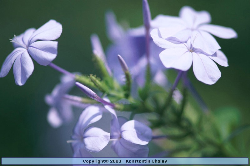 Nature Pic  994