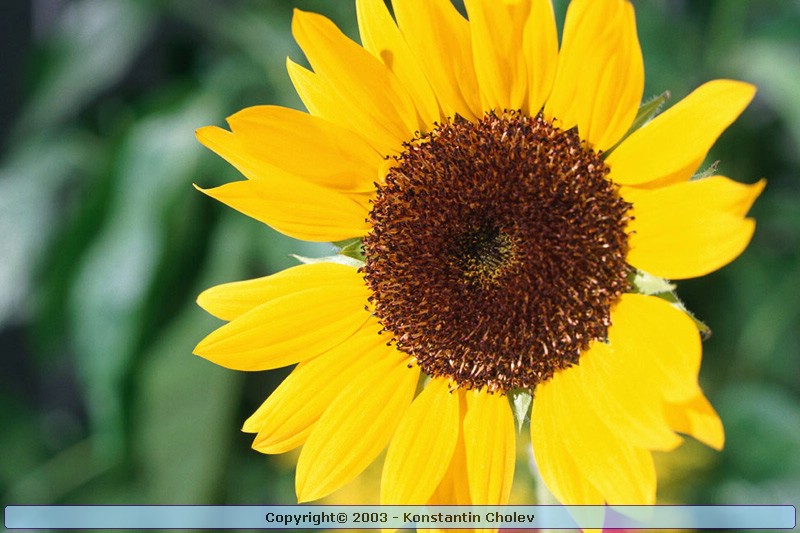 Nature Pic  995