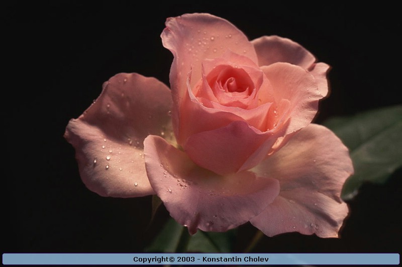 Nature Pic  996