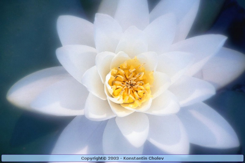 Nature Pic  997