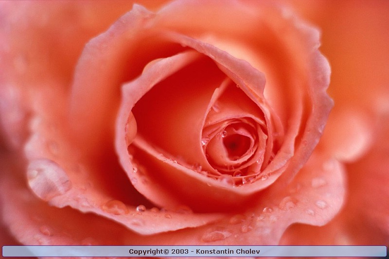 Nature Pic  998