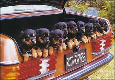 Rotti Express