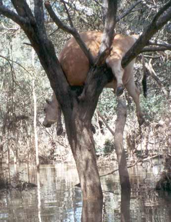 Stuck Cow