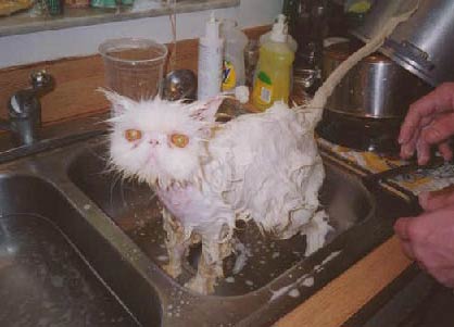 Wet Pussy