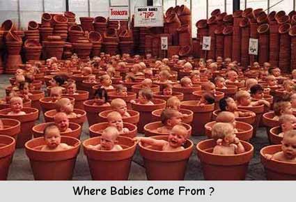 Where Babies Come From