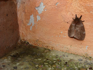 Moth+Near+Wall.JPG