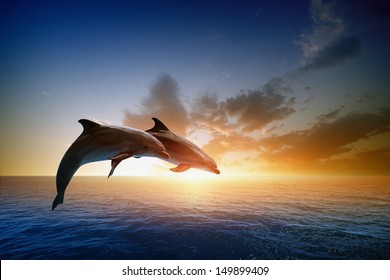couple-jumping-dolphins-beautiful-sea-260nw-149899409.jpg