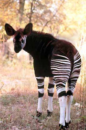 2087_okapi.jpg