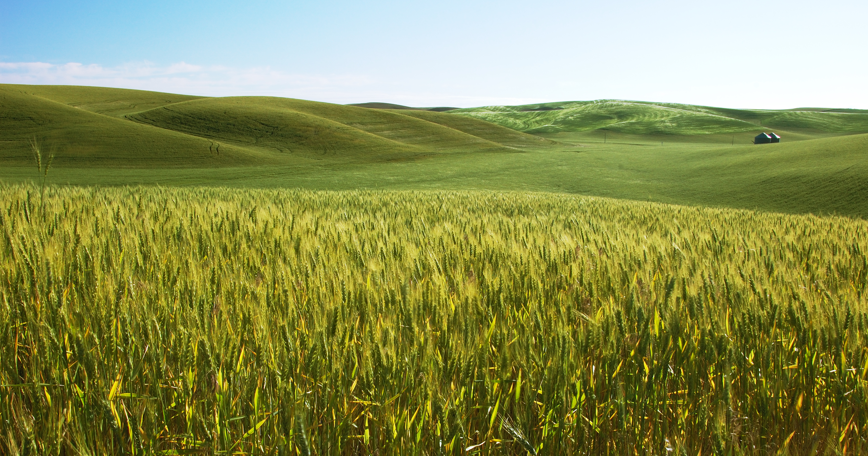 Barley_field-2007-02-22(large).jpg