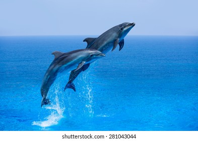 couple-jumping-dolphins-blue-sea-260nw-281043044.jpg